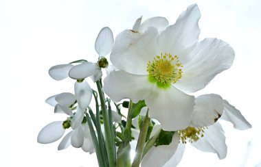 Gökyüzünde güzel çiçekler, yaz konsepti, yakın manzara  