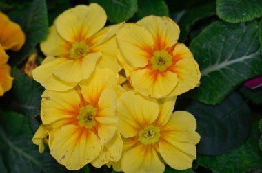 Güneşli yaz gününde bahçede yetişen güzel çiçekler. 