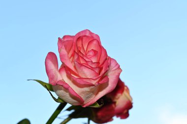 Mavi arka planda güzel bir çiçek buketi