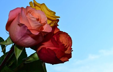 Mavi arka planda güzel çiçekler