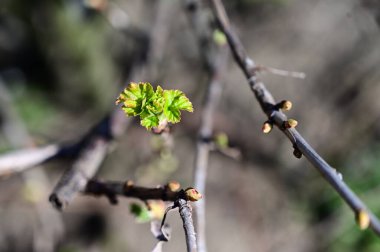 Güneşli yaz gününde bahçede yetişen bitkilerin manzarası. 