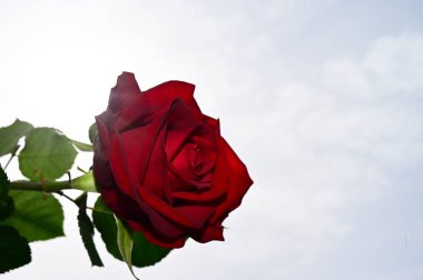 Mavi arka planda renkli çiçekler açar.