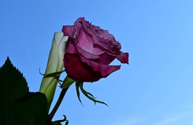 Mavi arka planda güzel çiçekler