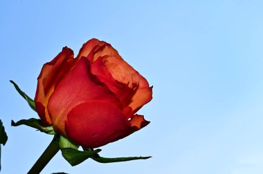 Mavi arka planda narin gül çiçekleri