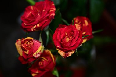 Siyah arka planda yumuşak çiçekler. Kapat..