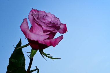 Mavi arka planda narin gül çiçekleri