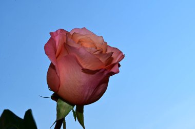 Mavi arkaplanda güzel bir gül çiçeği