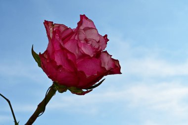 Mavi arka planda renkli çiçekler açar.