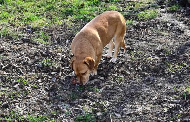 Tatlı köpek yaz günü dışarıda eğleniyor.