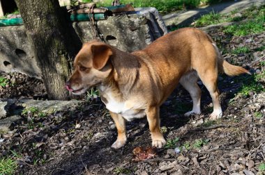 Tatlı köpek yaz günü dışarıda eğleniyor.