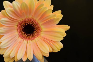 Güzel Gerbera koyu arkaplan, yaz konsepti, yakın görüş  