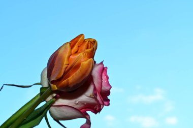 Mavi arka planda güzel bir çiçek buketi