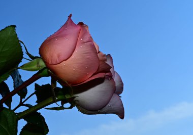 Mavi arka planda güzel çiçekler