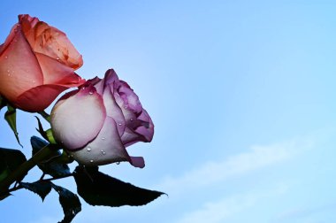 Mavi arka planda narin güller açar