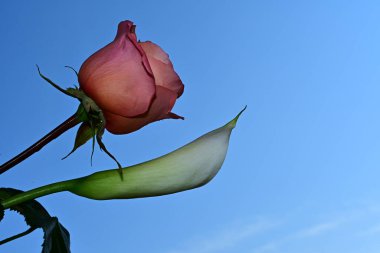 Mavi arka planda güzel çiçekler