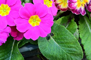 Güneşli yaz gününde bahçede yetişen güzel çiçekler. 