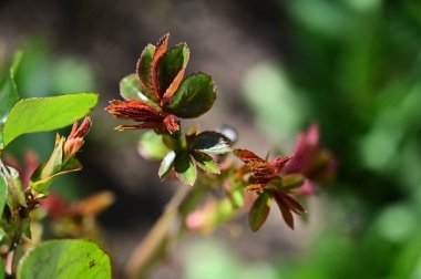 Güneşli yaz gününde bahçede güzel gül yapraklarının yakın manzarası 