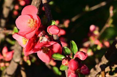 Güzel çiçekli kiraz ağacı dalları, yakın plan, bahar konsepti.  