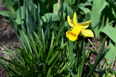 Güneşli yaz gününde bahçede yetişen güzel nergis. 