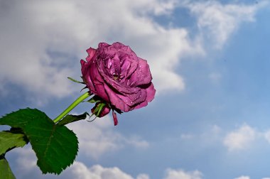 Mavi gökyüzü arka planında parlak çiçekler