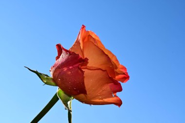 Mavi arka planda narin gül çiçekleri