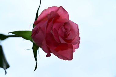 Mavi arkaplanda parlak güller