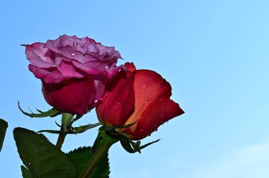 Mavi arka planda güzel çiçekler