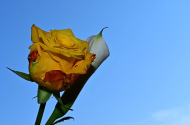 Mavi arka planda güzel çiçekler