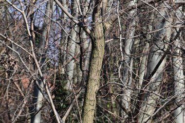 Mavi bahar gökyüzünün arka planındaki güzel çıplak ağaçların resimsel manzarası 