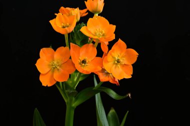 Koyu arkaplanda güzel çiçekler, yaz konsepti, yakın manzara  