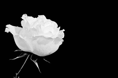 Koyu arkaplanda güzel bir gül, yaz konsepti, yakın görüş  