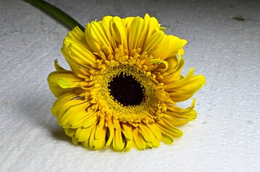 Aydınlık arka planda güzel Gerbera çiçeği, yaz konsepti, yakın görüş  