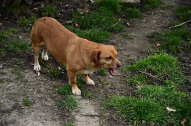 Tatlı köpek yaz günü dışarıda eğleniyor.
