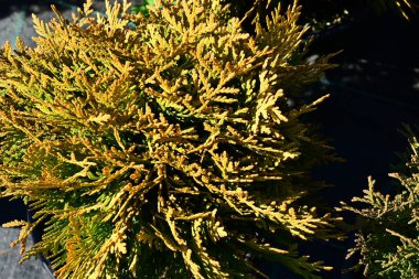 Güneşli bir günde açık havada küçük kozalaklı bitkiler.