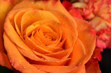 Koyu arkaplanda güzel bir gül, yaz konsepti, yakın görüş  