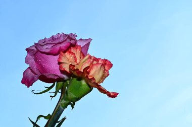 Mavi arka planda güzel karanfil ve gül çiçekleri 