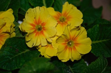 Güneşli yaz gününde bahçede yetişen güzel çiçekler. 