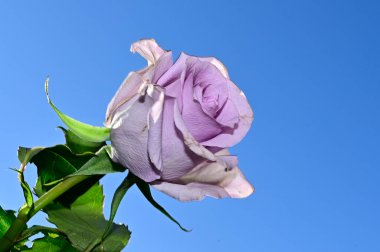 Mavi gökyüzü arka planında yumuşak güller