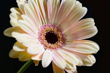 Güzel Gerbera koyu arkaplan, yaz konsepti, yakın görüş  