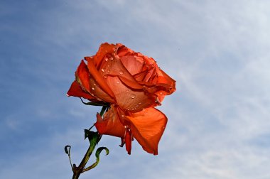 Mavi gökyüzü arka planında yumuşak güller