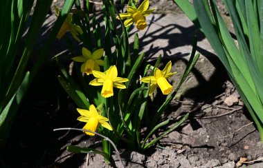 Güzel nergis çiçekleri yazın güneşli bir günde bahçede yetişir. 