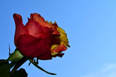 Mavi arka planda güzel çiçekler