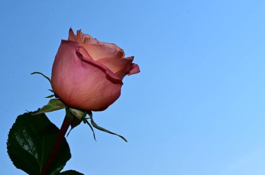 Mavi arkaplanda güzel bir gül çiçeği