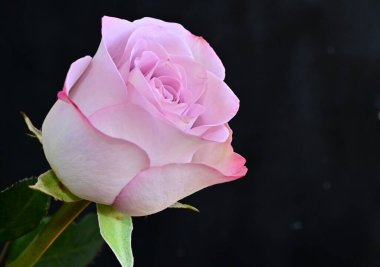 Siyah arka planda yumuşak çiçekler. Kapat..