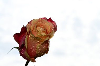 Gökyüzü arka planında güzel bir gül, yaz konsepti, yakın manzara  