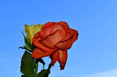 Mavi arkaplanda parlak güller