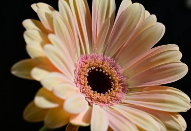 Güzel Gerbera koyu arkaplan, yaz konsepti, yakın görüş  