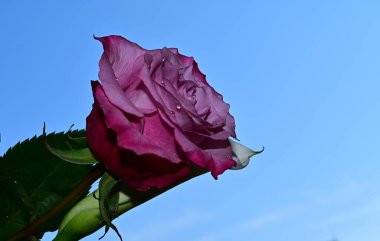 Mavi arka planda güzel çiçekler