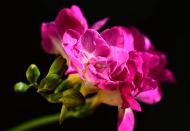 Koyu arkaplanda güzel çiçekler, yaz konsepti, yakın manzara  