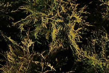 Güneşli bir günde açık havada küçük kozalaklı bitkiler.